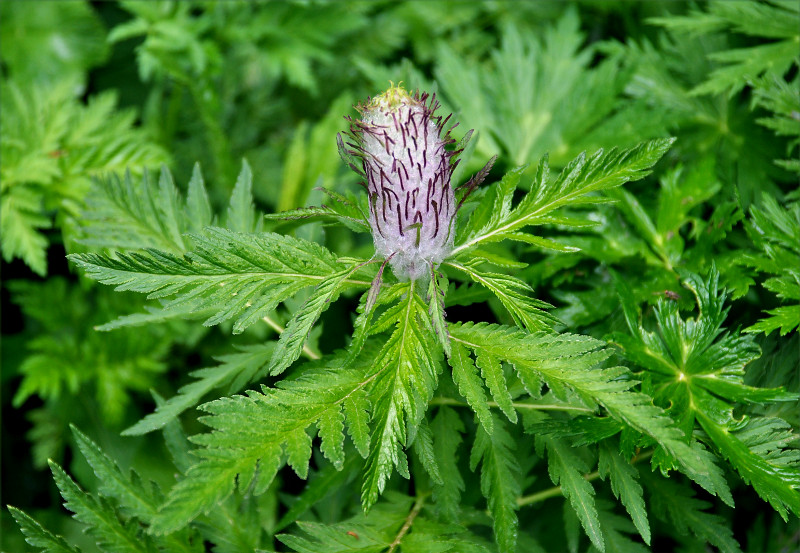 Изображение особи Pedicularis atropurpurea.