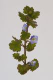 Image of taxon representative. Author is Раду Кибзий