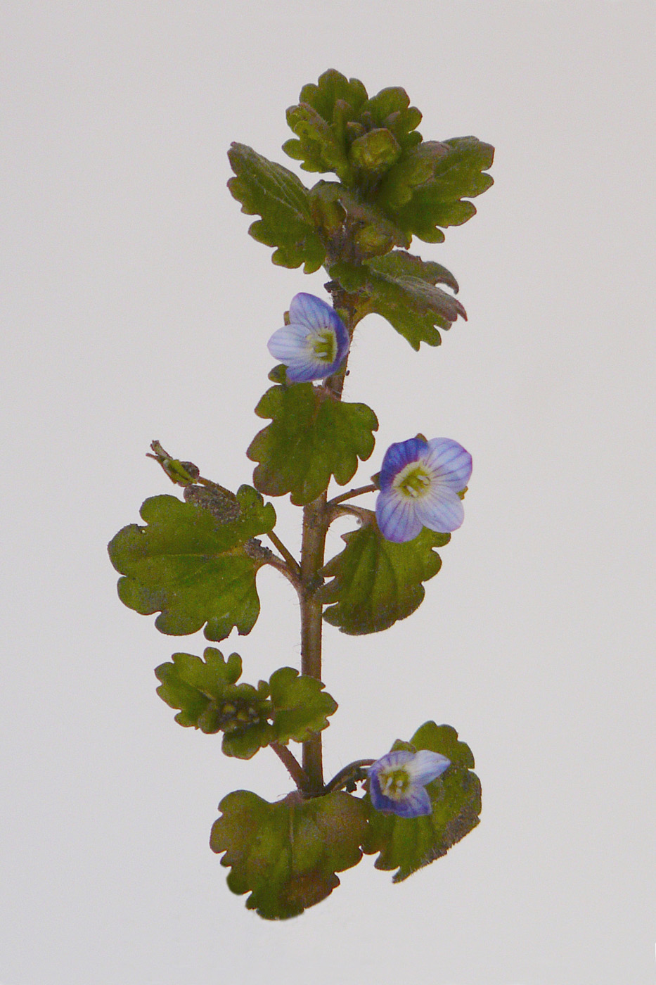 Image of Veronica polita specimen.