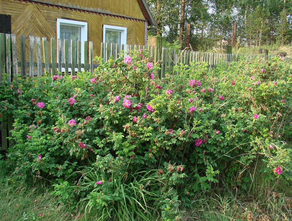 Изображение особи Rosa rugosa.