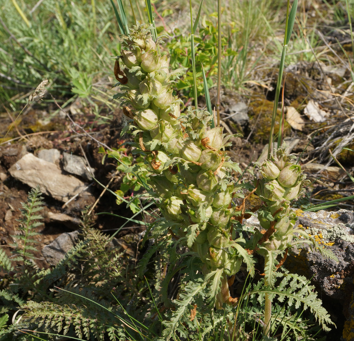 Image of Pedicularis physocalyx specimen.