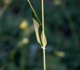 Hordeum spontaneum. Часть стебля с основанием листа. Израиль, г. Кирьят-Оно, пустырь, опушка эвкалиптовой посадки с кисличным (Oxalis pes-caprae) покровом. 15.03.2014.