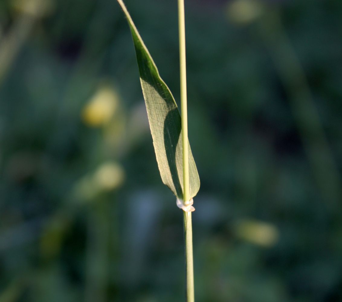 Изображение особи Hordeum spontaneum.