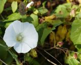 Calystegia sepium