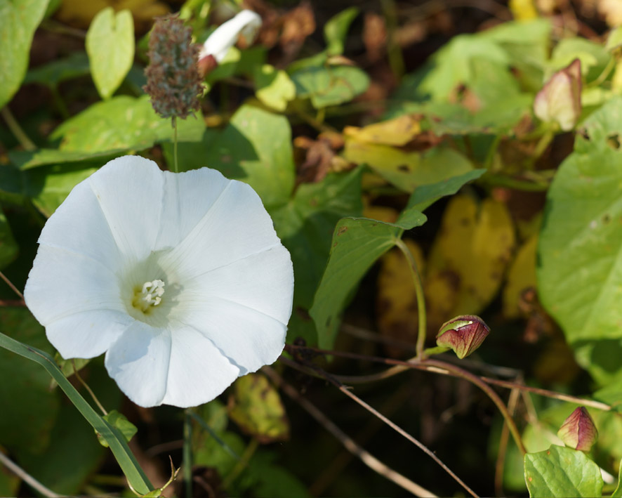 Image of Calystegia sepium specimen.