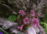 Sempervivum pumilum