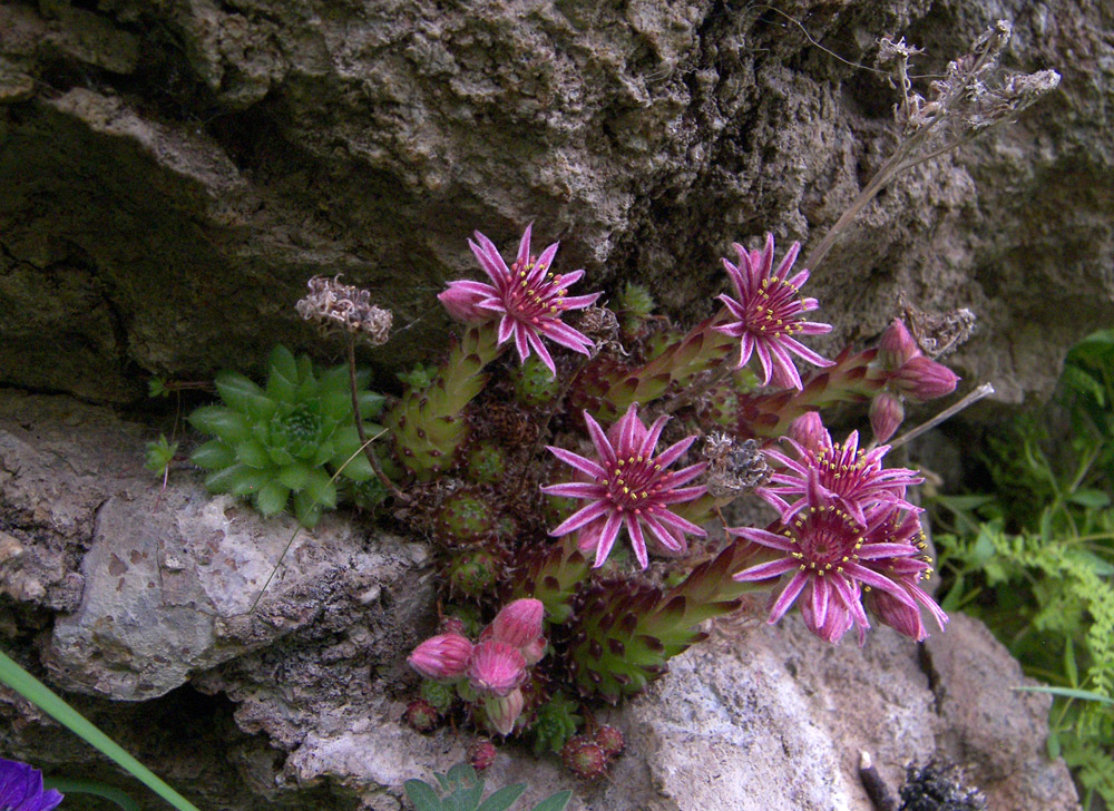 Изображение особи Sempervivum pumilum.