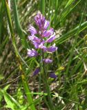 Polygala cretacea. Соцветие. Белгородская обл., Губкинский р-н, запов. «Белогорье», Ямская степь. 11 июня 2009 г.