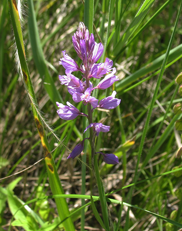 Изображение особи Polygala cretacea.