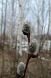 Salix caprea