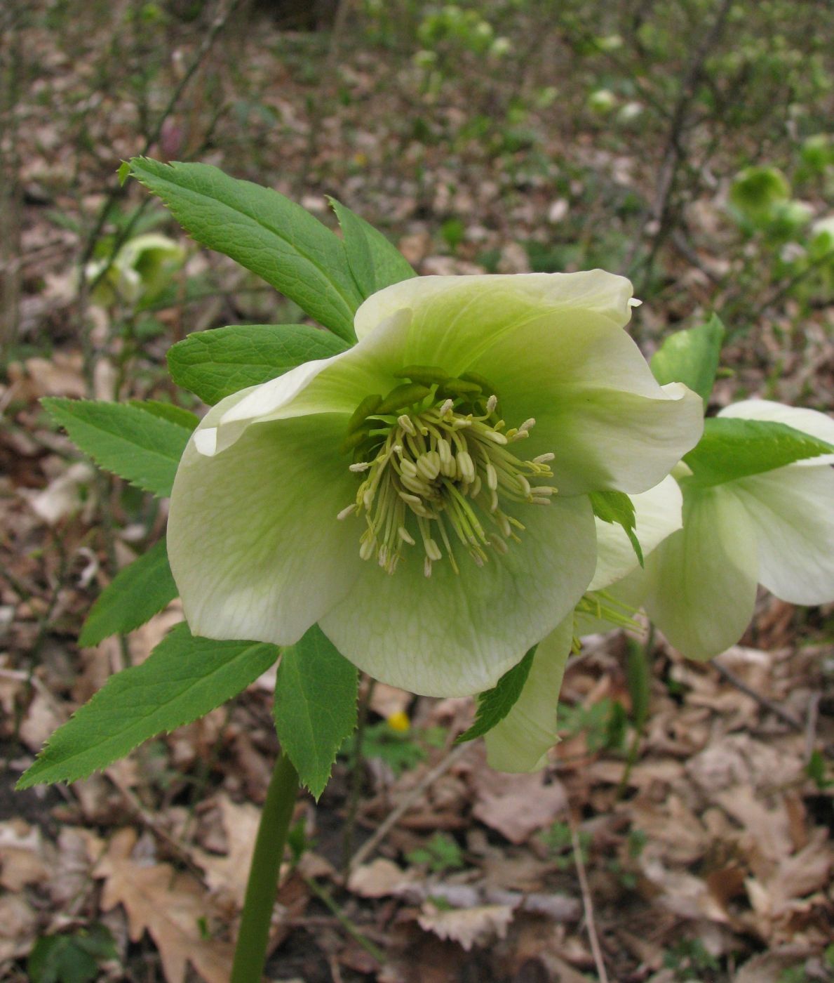 Image of Helleborus caucasicus specimen.