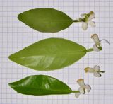 Image of taxon representative. Author is Татьяна Мальчинская