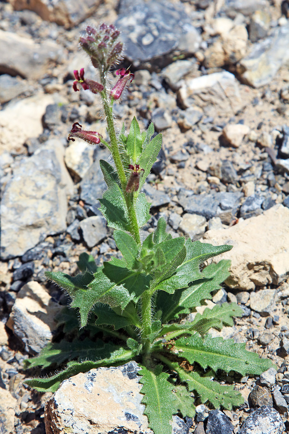Image of Parrya tojibaevii specimen.