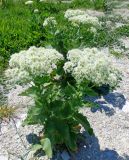 Cardaria draba. Цветущее растение. Краснодарский край, г. Новороссийск, берег Суджукской лагуны. 09.05.2016.