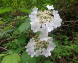 Viburnum opulus. Ветка с соцветиями. Краснодарский край, г. Геленджик, село Михайловский перевал, Плесецкая щель. 14.05.2016.