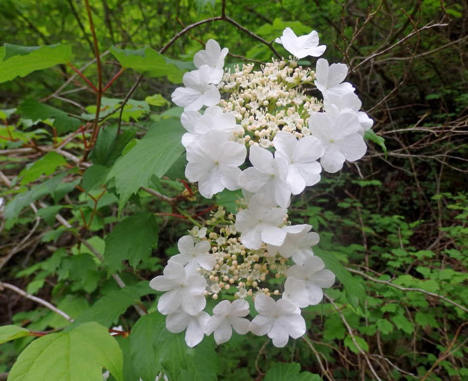 Image of Viburnum opulus specimen.