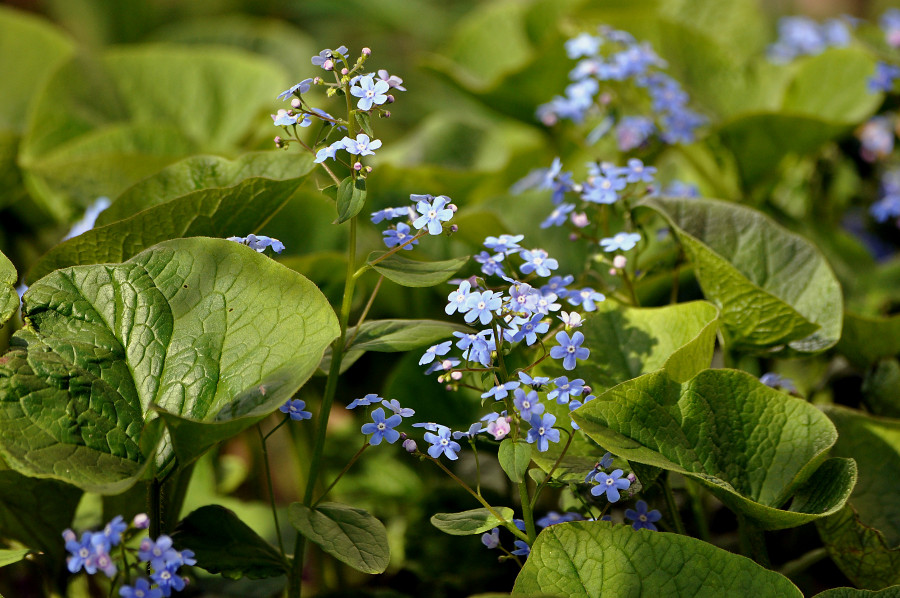 Изображение особи Brunnera sibirica.