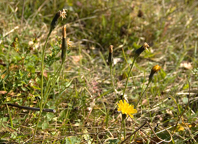 Image of Scorzoneroides autumnalis specimen.