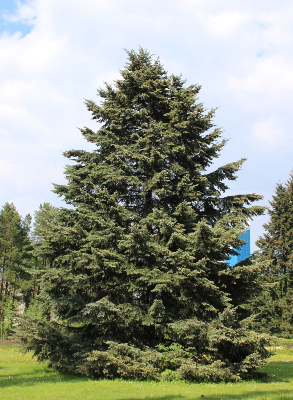 Image of Pseudotsuga menziesii specimen.