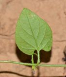 Convolvulus siculus