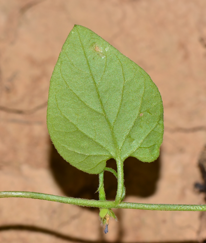 Изображение особи Convolvulus siculus.