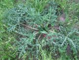 Eryngium campestre