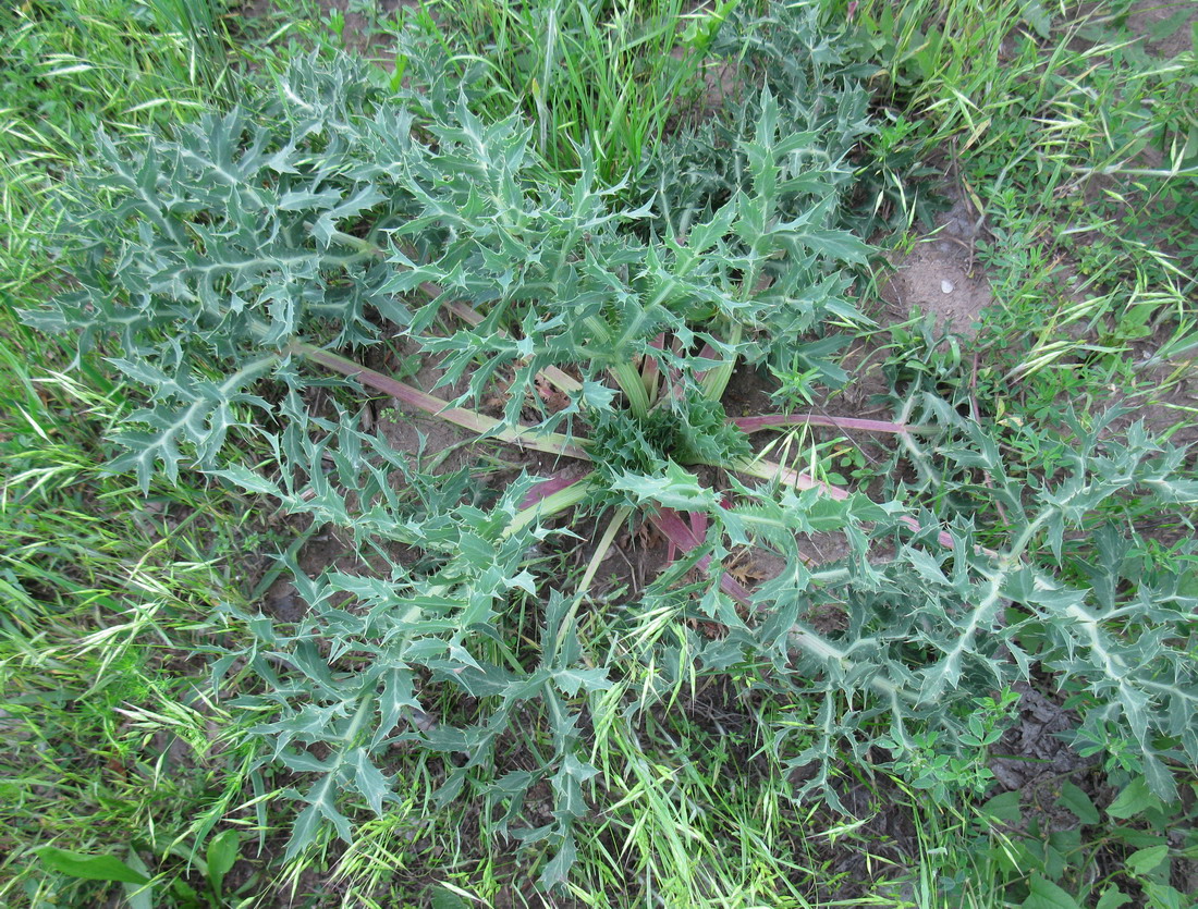 Изображение особи Eryngium campestre.