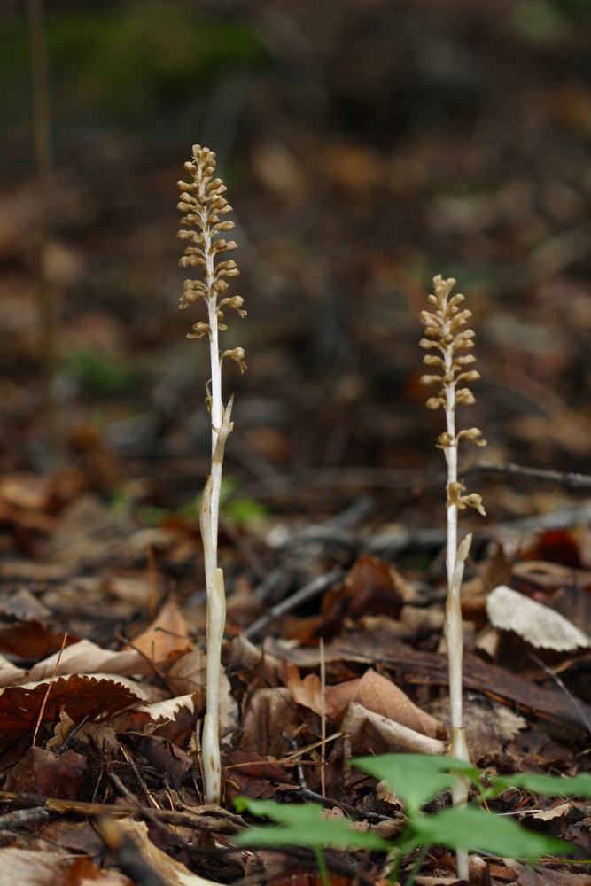 Image of Neottia papilligera specimen.