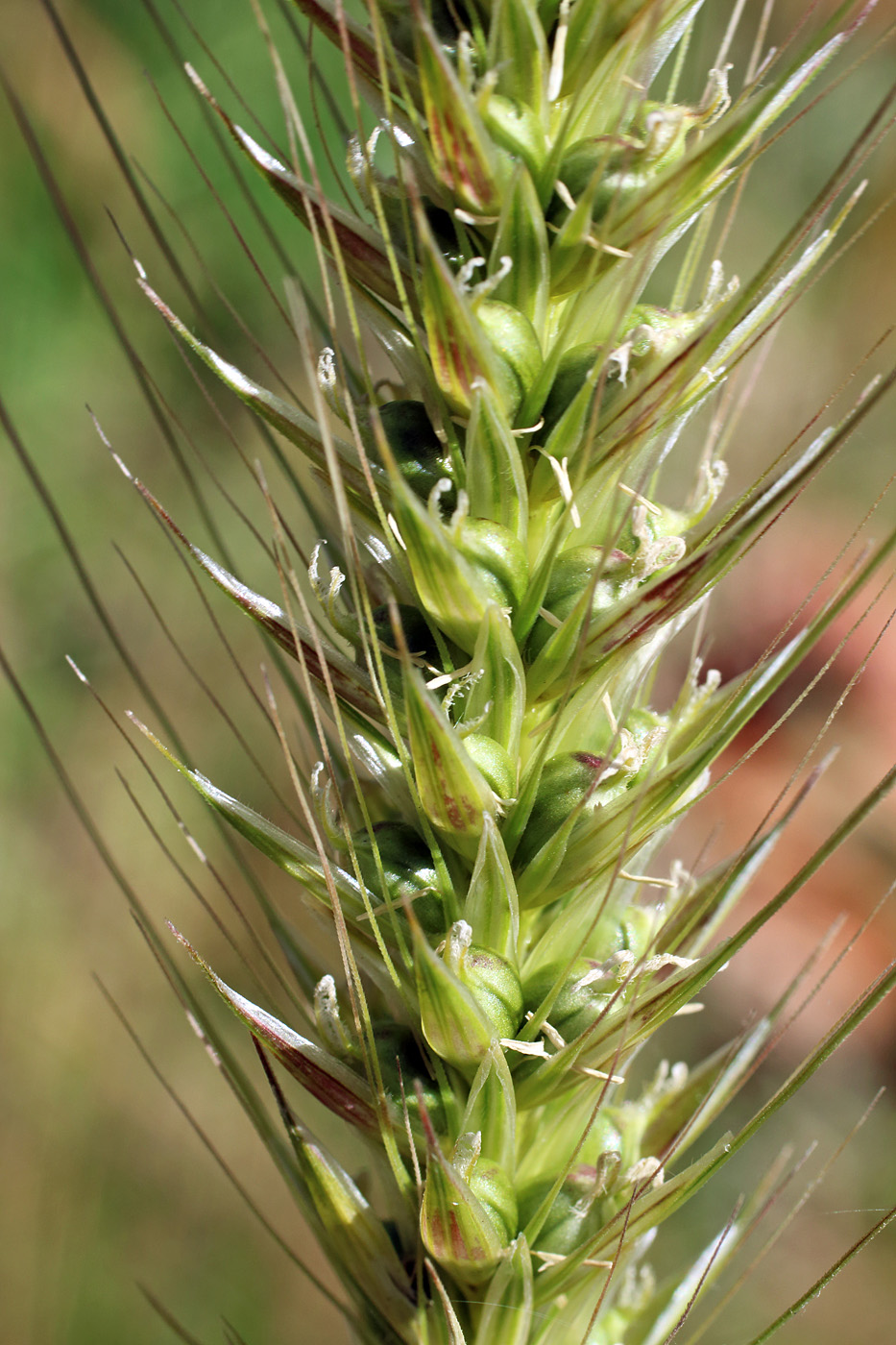 Изображение особи Hordeum bulbosum.