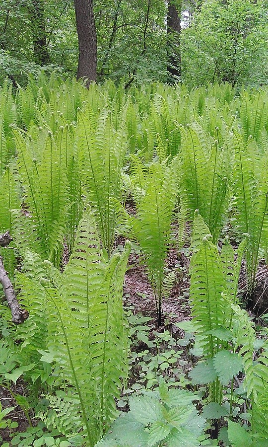 Изображение особи Matteuccia struthiopteris.