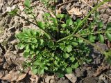 Cardamine hirsuta