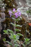 genus Thymus. Верхушка цветущего побега. Республика Адыгея, Майкопский р-н, ок. 3 км к северу от пос. Гузерипль, юго-восточный склон горы Казачья, выс. ок. 1200 м н.у.м., на скале. 23.07.2016.