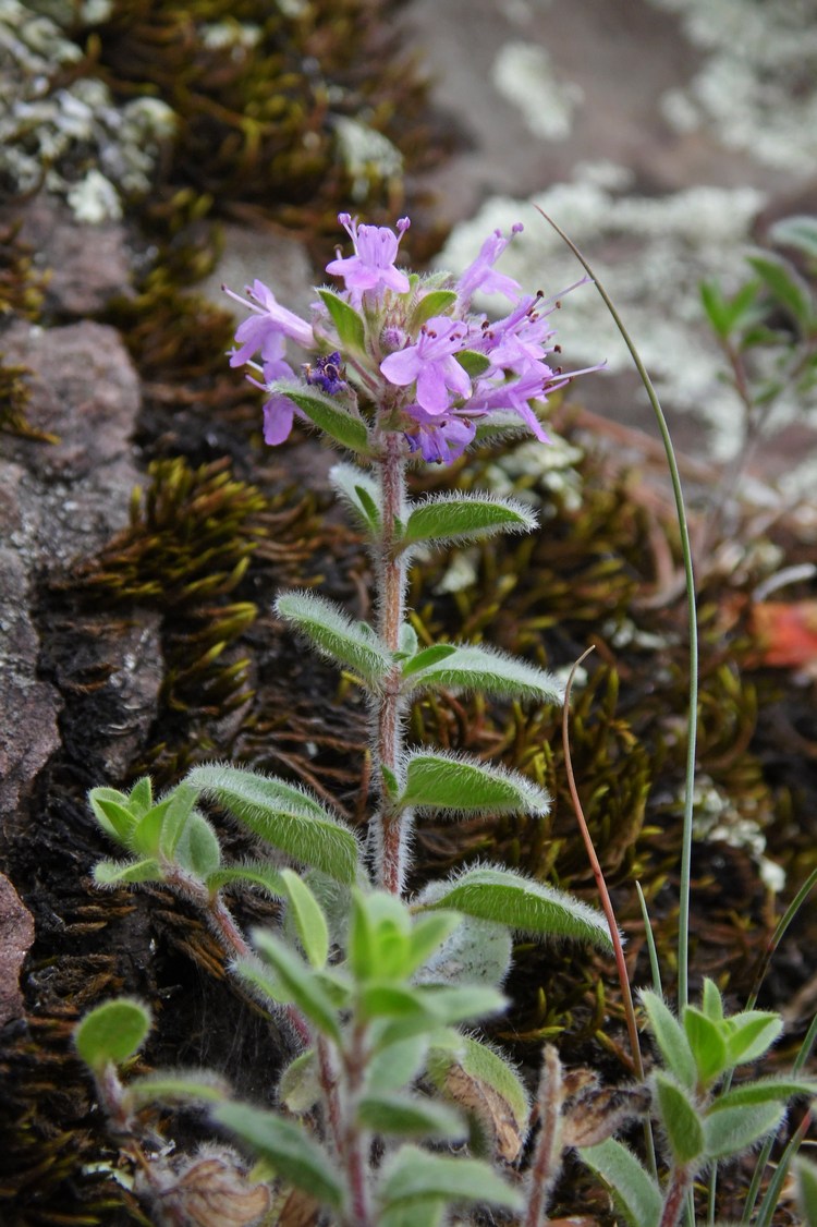 Изображение особи род Thymus.