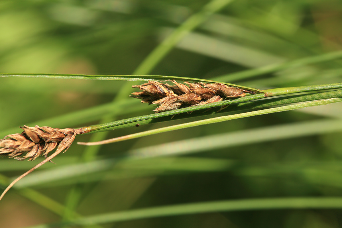 Изображение особи Carex lasiocarpa.