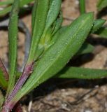 Plantago sarcophylla