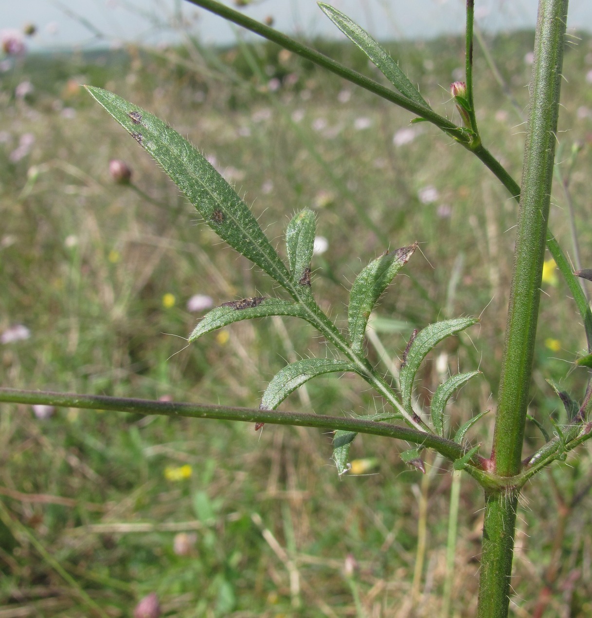 Изображение особи Cephalaria transsylvanica.