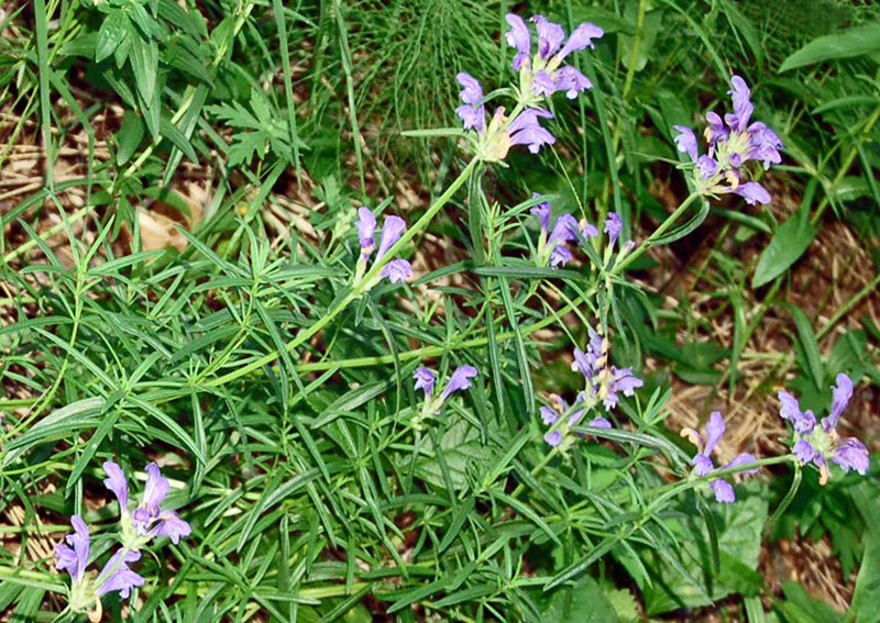 Image of Dracocephalum ruyschiana specimen.