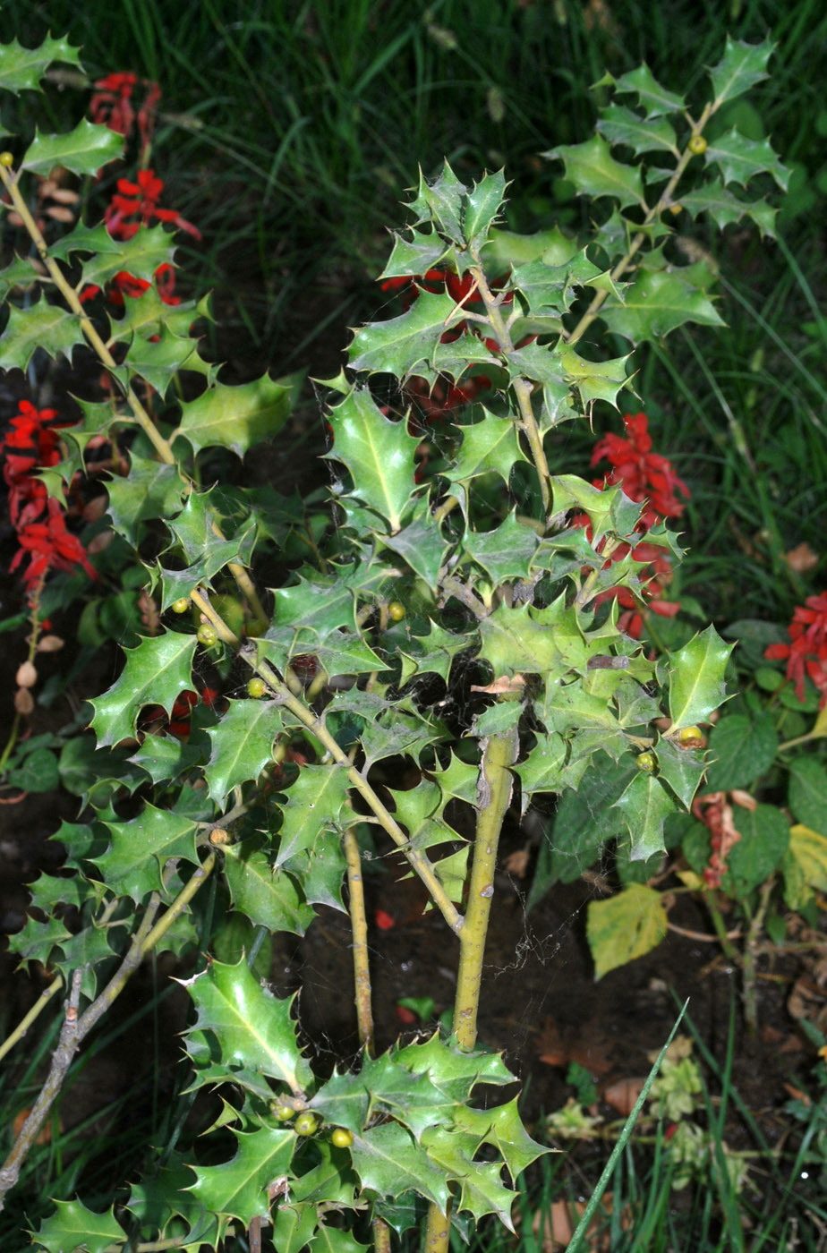 Image of Ilex aquifolium specimen.