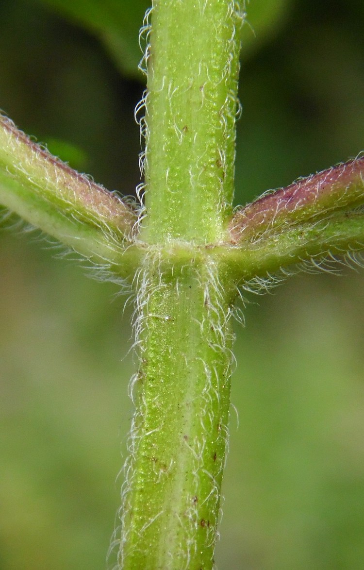 Image of Mentha aquatica specimen.