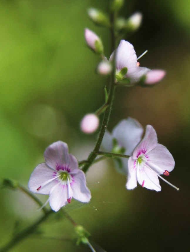 Image of Veronica uralensis specimen.