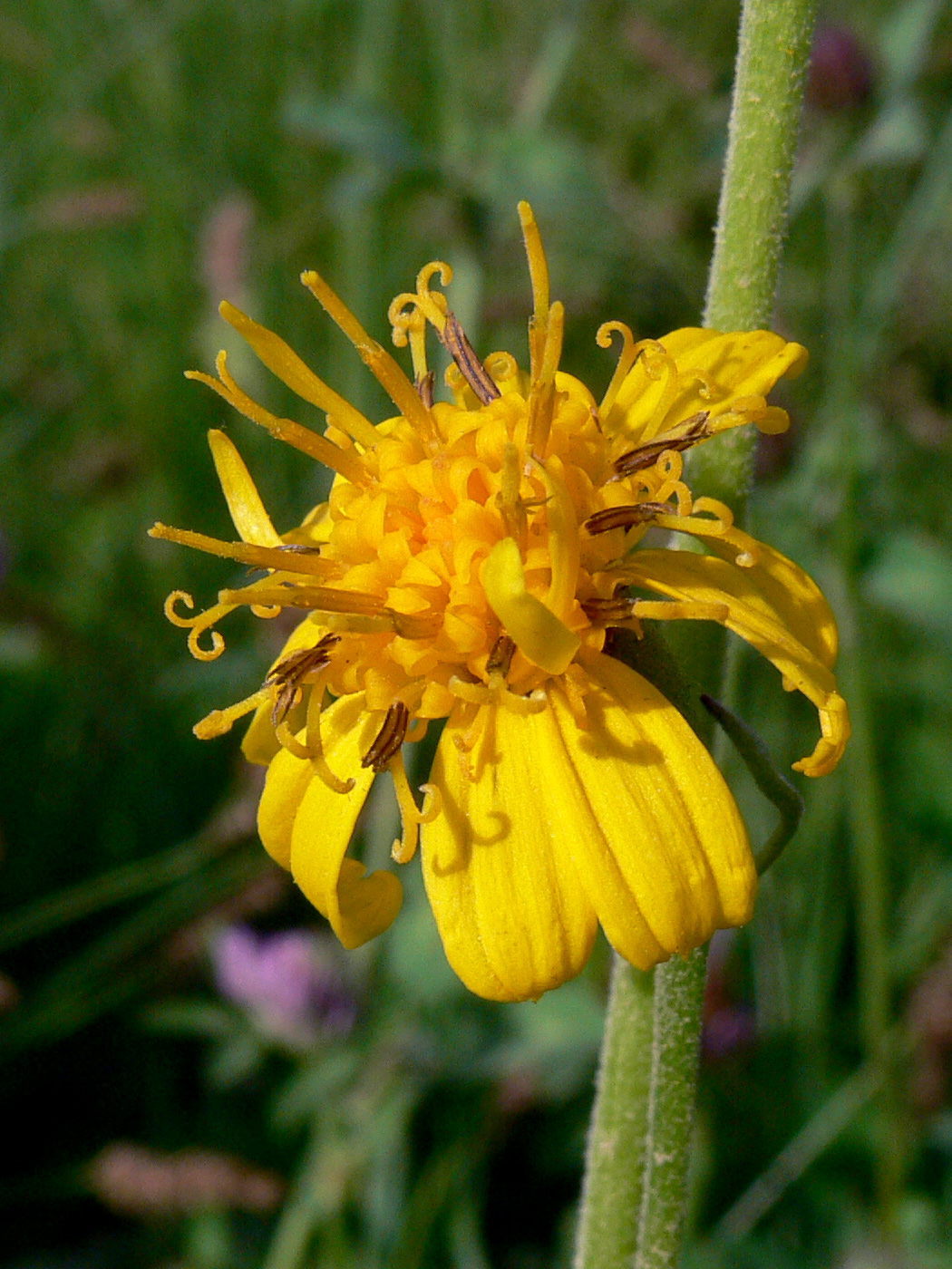 Изображение особи Ligularia fischeri.