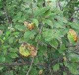 Malus orientalis