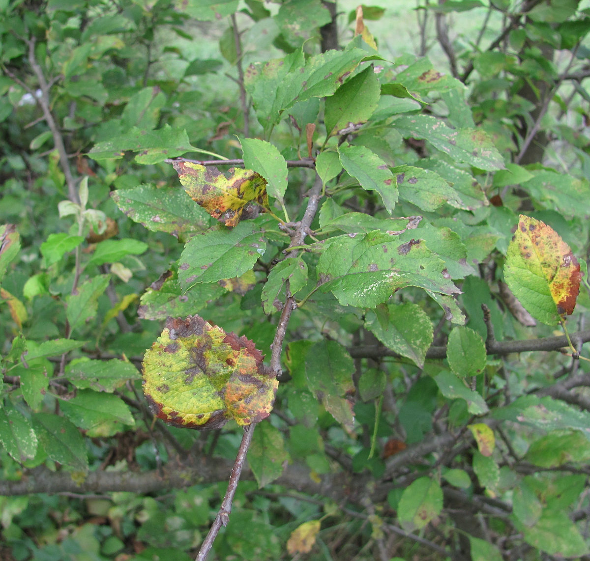 Изображение особи Malus orientalis.