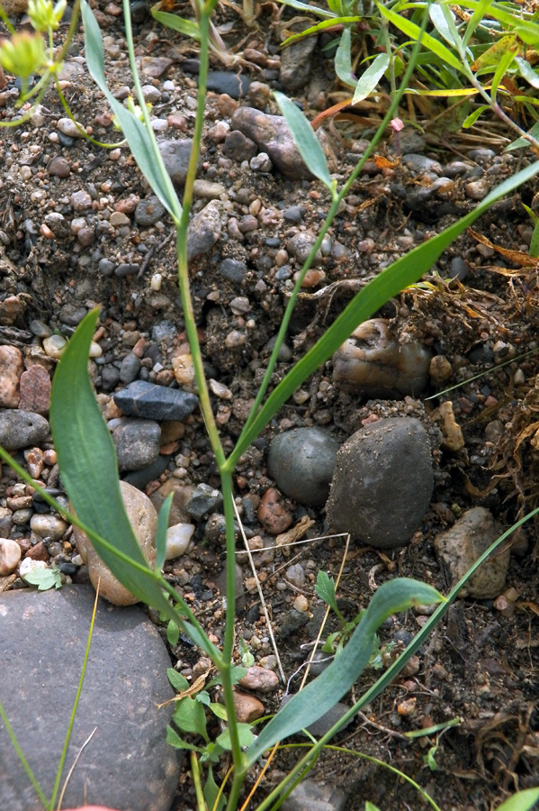 Image of Bupleurum scorzonerifolium specimen.