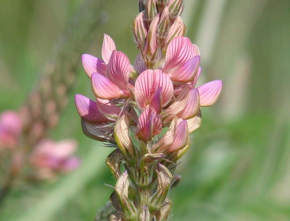 Изображение особи Onobrychis arenaria.