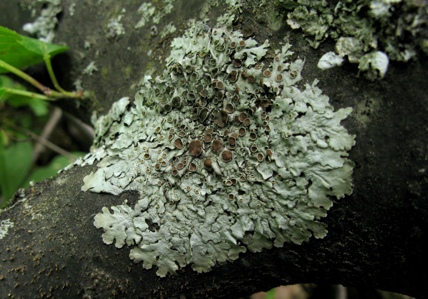 Image of Parmelina yalungana specimen.