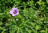 Geranium pseudosibiricum