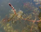 Myriophyllum spicatum. Верхушка побега с соцветием. Украина, Сумская обл., г. Тростянец, Парк-памятник садово-паркового искусства \"Нескучное\", пруд. 09.06.2015.
