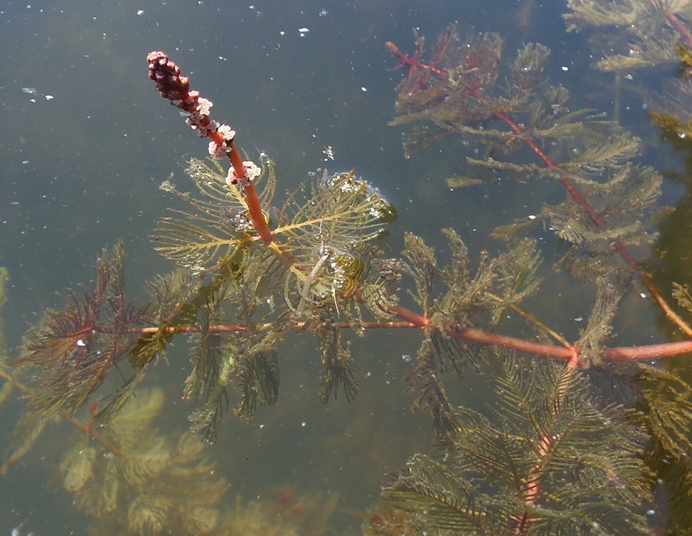 Image of Myriophyllum spicatum specimen.