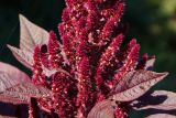 Amaranthus hypochondriacus